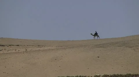 Camel in distance Stock-Footage 10841418