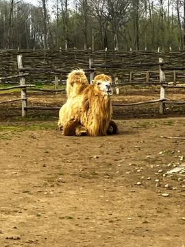 Camel in the Distance Photos