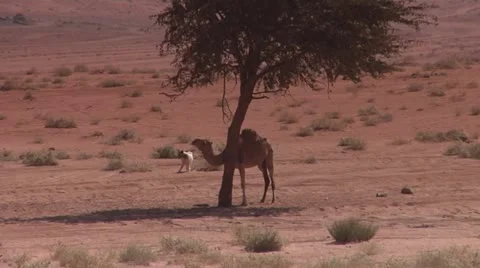 Camel, Dog and Tree in Desert 2 Stock Footage 22005057