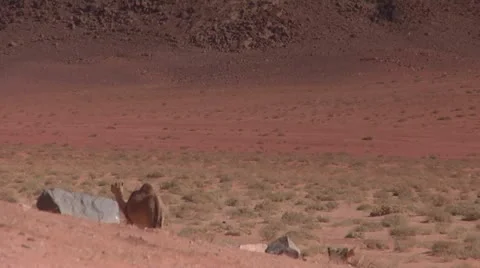 Camel, Dog in Desert Stock Footage 22019357