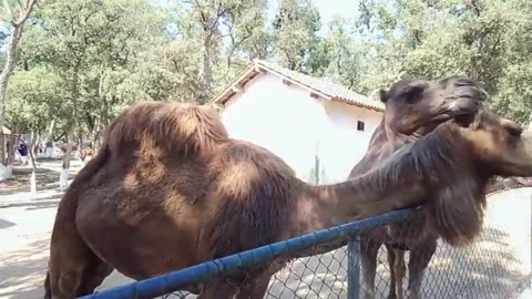A camel, dominated by its thick Stock Footage 320522928