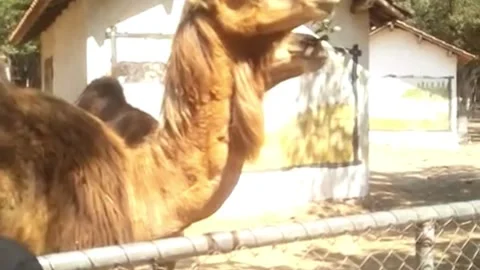 A camel, dominated by its thick, shaggy brown fur on the back and neck. Stock Footage 320522920