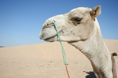 Camel in Douz Stock Photos