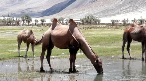 Camel drinking Water Video stock 40419471