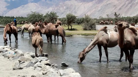Camel drinking Water Video stock 40450645