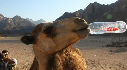 Camel drinks water Stock Footage 10992354