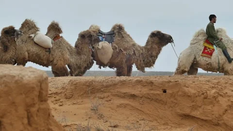 A camel driver and a caravan among the desert dunes. Stock Footage 218461121