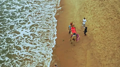 Camel driver with his camel on a beach in India, aerial drone view 4k Stock Footage 134988327
