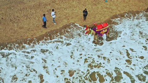 Camel driver with his camel on a beach in India, aerial drone view 4k Stock Footage 134988895