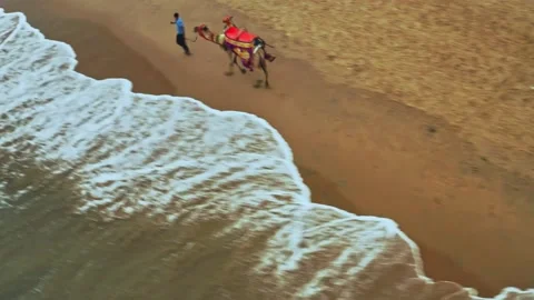 Camel driver with his camel on a beach in India, aerial drone view 4k Stock Footage 134989639