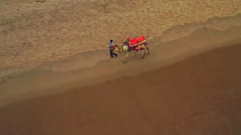 Camel driver with his camel on a beach in India, aerial drone view 4k Stock Footage 134990462