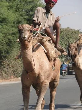 Camel driver leads his camel down the highway Stock Photos