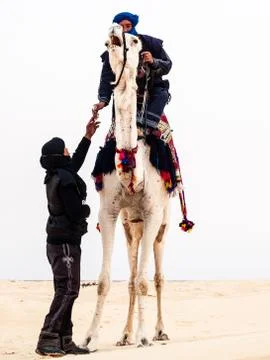 Camel driver Stock Photos
