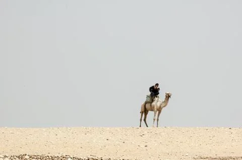 Camel driver Stock Photos