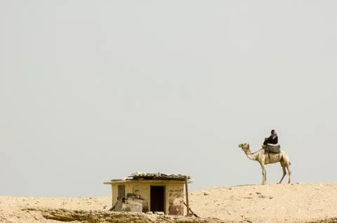 Camel driver Stock Photos