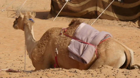Camel (dromedary) lying in desert camp 4K UHD Stock Footage 56644445