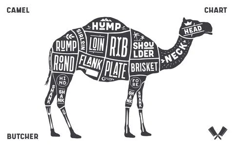 Camel, dromedary. Scheme, diagram, chart pork, butcher guide Stock Illustration