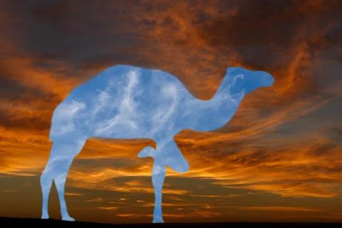 Camel dromedary silhouette Stock Photos