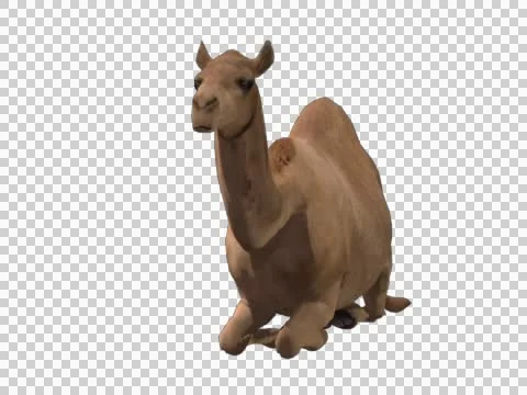 Camel Dromedary Sitting Stock Footage 46128019