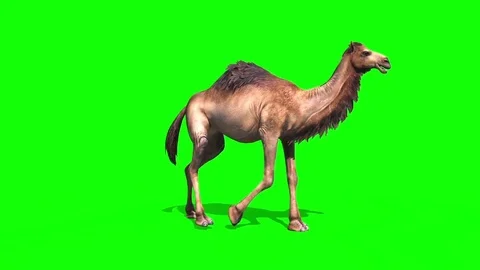 Camel Dromedary Walkcycle Side Green Screen Loop Desert 3D Rendering Animatio Stock Footage 82682647