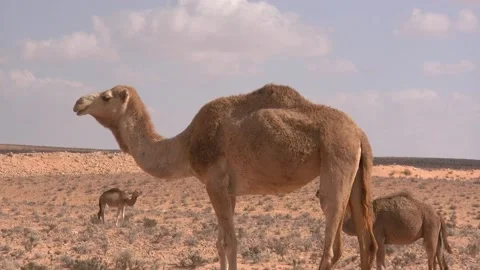 Camel Dromedary Walking In The Desert Stock Footage 219460052