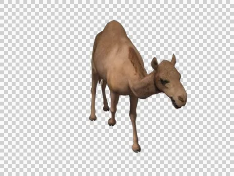 Camel Dromedary Walking Stock Footage 46128885