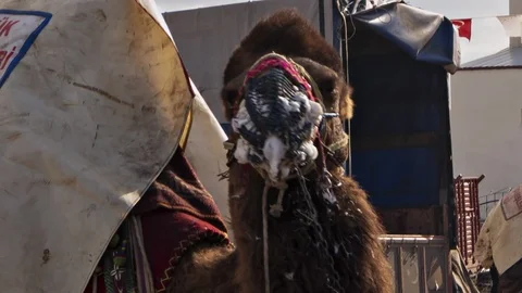 Camel is drooling while relaxing after the show at the camel wrestling festival Stock Footage 100928347