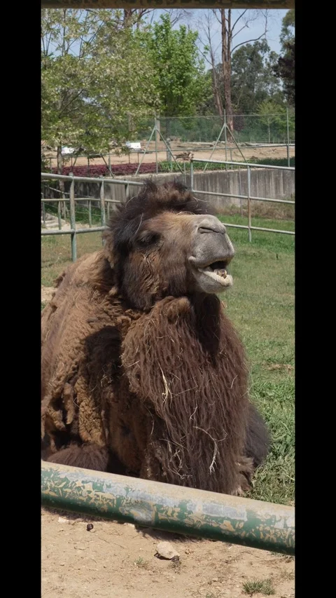 Camel Eating and Chewing Up Close at Zoo Stock Footage 342265177
