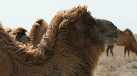 Camel eating and Chewing Stock Footage 38471329