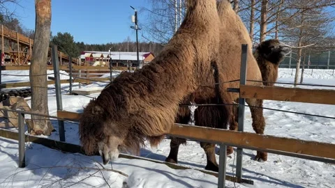 Camel eating birch branches Stockbeeldmateriaal 172093427
