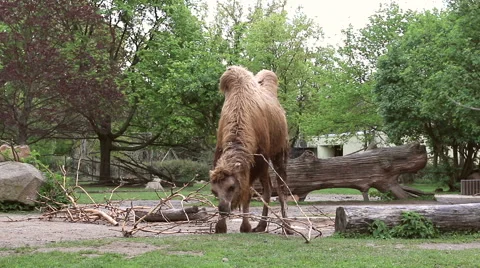 Camel eating branch Stock Footage 41231620