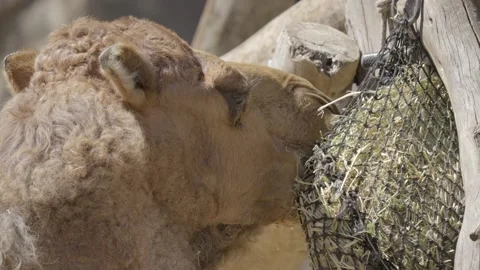 Camel eating from feed bag close up Stock Footage 236582423