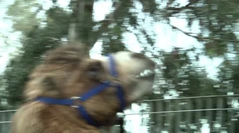 Camel eating Stock Footage 8846655