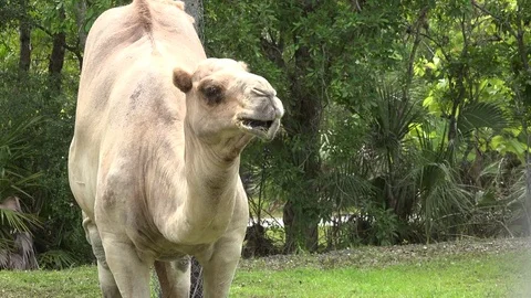 Camel eating Stock-Footage 77887360