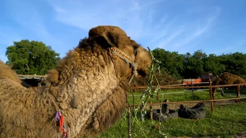 Camel eating fresh grass, su01 Stock Footage 106621167