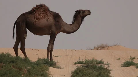 Camel eating grass in a desert oasis, Egypt Stock Footage 36128289