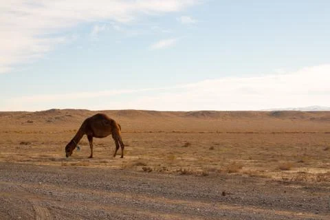 Camel Eating Grass in Desert Stock Photos