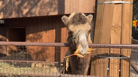 A camel is eating grass. Stock Footage 346489738