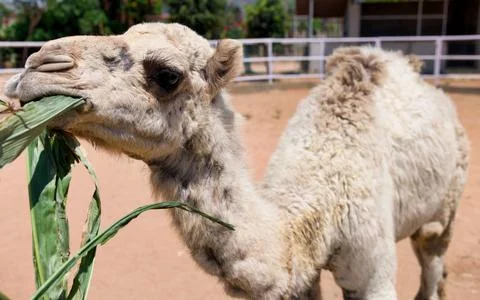 Camel eating grass in the zoo selective focus on the camel Stock Photos