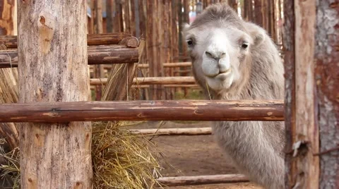 Camel eating hay Stock Footage 43468866