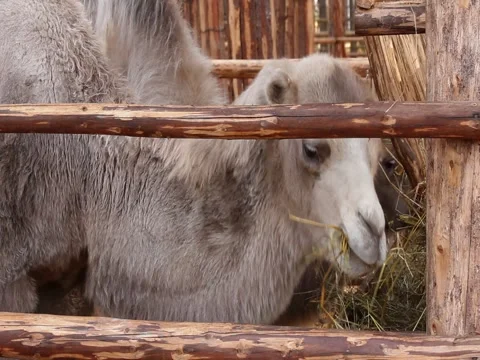 Camel eating hay Stock Footage 43474083
