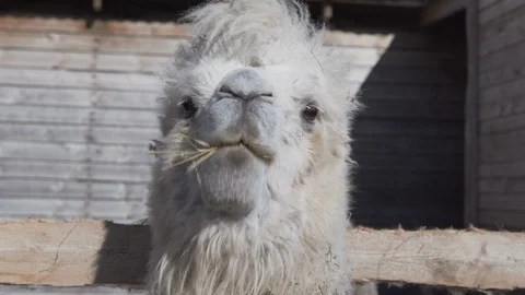Camel is eating hay on a ranch close up and thinking about life Stock Footage 109423333