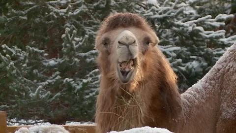 The camel is eating hay in winter Stock Footage 317886934