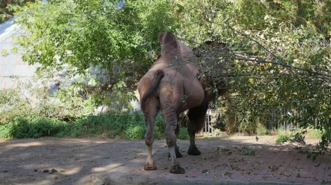 Camel eating leaves from a tree 動画素材 67750166