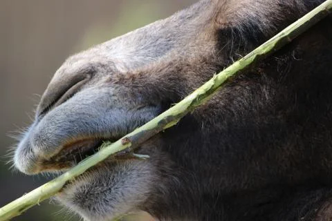 Camel Eating Stock Photos
