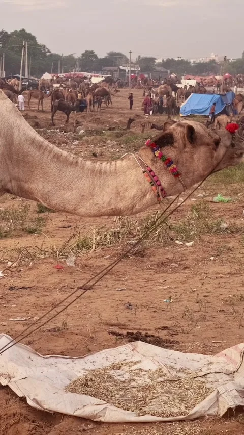 Camel eating at Pushkar surroundings during mela camel fair festival in field. Stock Footage 342414546