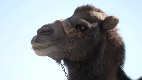 Camel eating in relaxation Stock Footage 207104328
