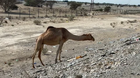 Camel eating road side Stock Footage 233854529