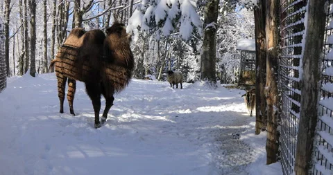 Camel eating snow Stock Footage 168255854