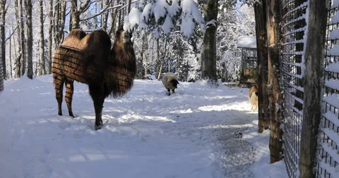 Camel eating snow Stock Footage 168256180